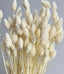 Droogbloemen PHALARIS gebleekt bosje