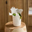 Vaas Atelier Studio, S