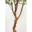 Kunst olijfboom 150cm