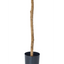 Kunst olijfboom 130cm