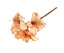Kunst amaryllis tak beige
